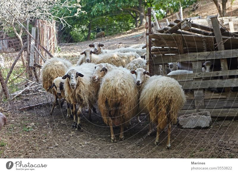 mehrere Schafe in der Scheune Industrie Bauernhof Ackerbau Lamm Tiere Viehbestand Säugetier Wolle ländlich hölzern Landwirtschaft Zucht Natur Herde