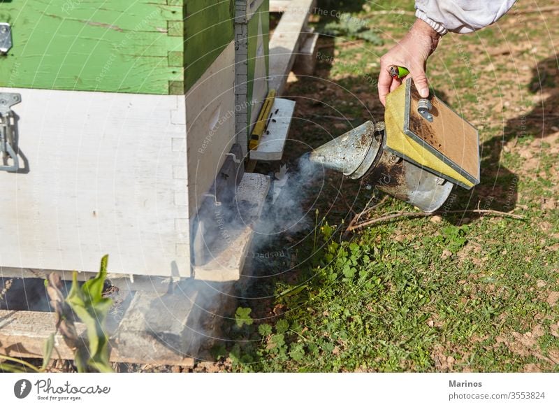 Bienenzüchter mit dem Bienenrauchraucher arbeiten Zelle Insekt Bienenzucht Beteiligung Landwirtschaft Rahmen Wabe Wachs Bienenkorb Natur Arbeiter Imker Liebling