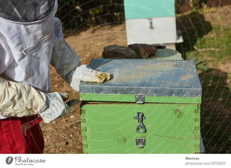 Imker, der in der Imkerei arbeitet. arbeiten Zelle Insekt Bienenzucht Beteiligung Landwirtschaft Rahmen Wabe Wachs Bienenkorb Natur Arbeiter Liebling Ackerbau