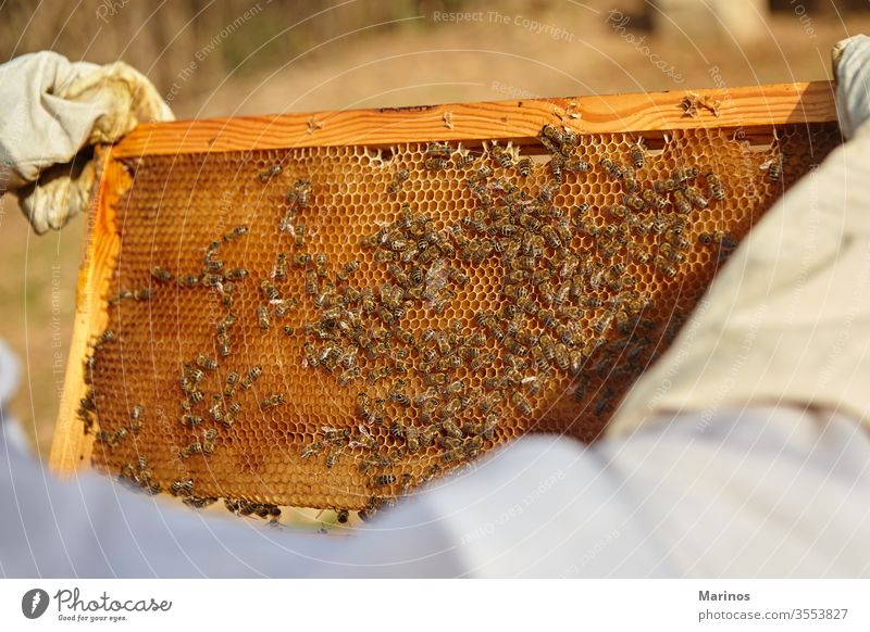 Imker hält eine Honigzelle mit Bienen in der Hand arbeiten Zelle Insekt Bienenzucht Beteiligung Landwirtschaft Rahmen Wabe Wachs Bienenkorb Natur Arbeiter