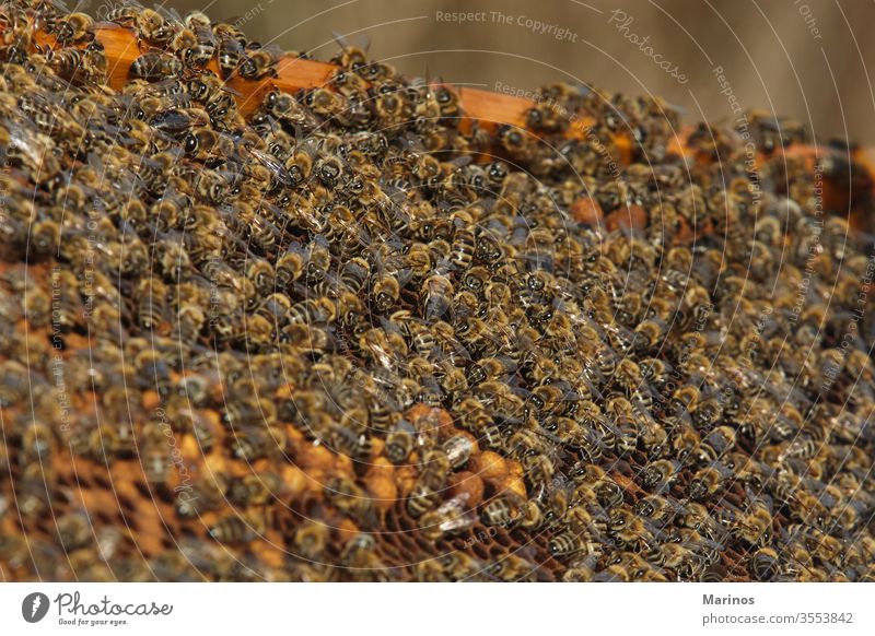 Nahaufnahme von Bienen auf Honigzellen. arbeiten Zelle Insekt Bienenzucht Beteiligung Landwirtschaft Rahmen Wabe Wachs Bienenkorb Natur Arbeiter Imker Liebling