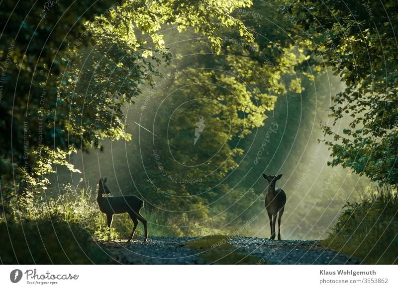 Damhirsch und Ricke auf einem Waldweg Damwild Reh Natur Außenaufnahme Tierporträt Menschenleer Wildtier Farbfoto Umwelt beobachten Schwache Tiefenschärfe Gras