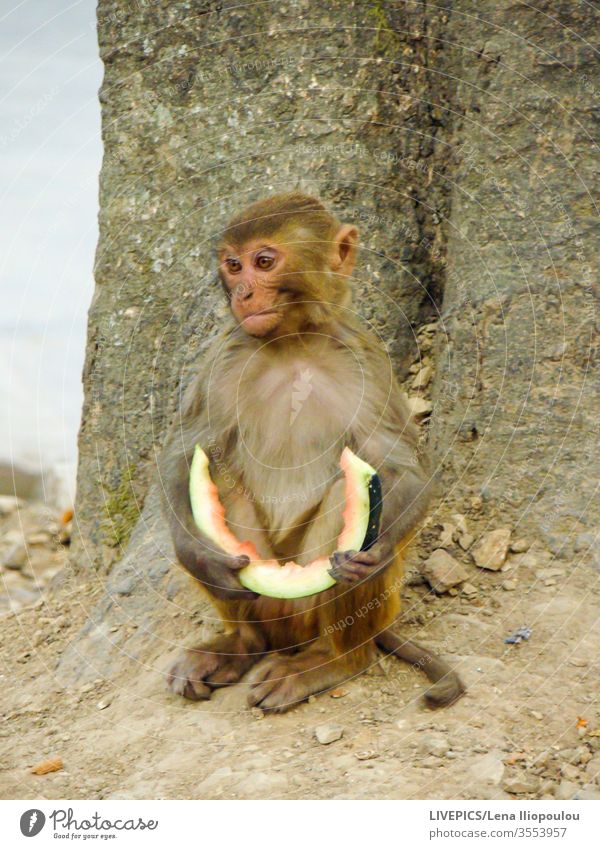 ein Affe mit einer Scheibe Wassermelone in den Händen Tier Textfreiraum Essen Gesichtsausdruck Frucht Sitzen Baum Natur im Freien Tag