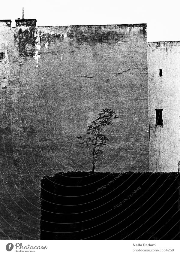 Natur trifft Urbanität Hinterhof menschenleer Schwarz Weiß analog Haus Außenaufnahme Gebäude Baum Schwarzweißfoto Stadt Einsamkeit Bäumchen David und Goliath