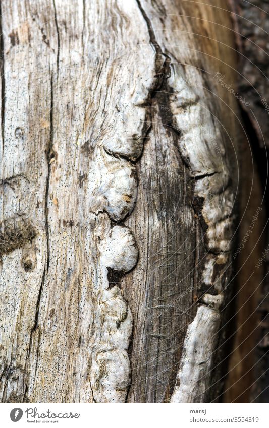 Alte Wunden auf totem Holz verwachsen Narben Maserung Verletzungen Natur natürlich sonderbar eigenartig alt Detailaufnahme Nahaufnahme Strukturen & Formen