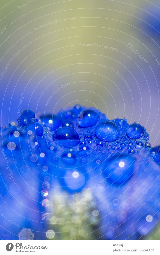 Wassertropfen auf Enzianblau Enziangewächse Wildpflanze Leben einzigartig natürlich belebend erfrischend Garten Detailaufnahme Makroaufnahme Pflanze enzianblau