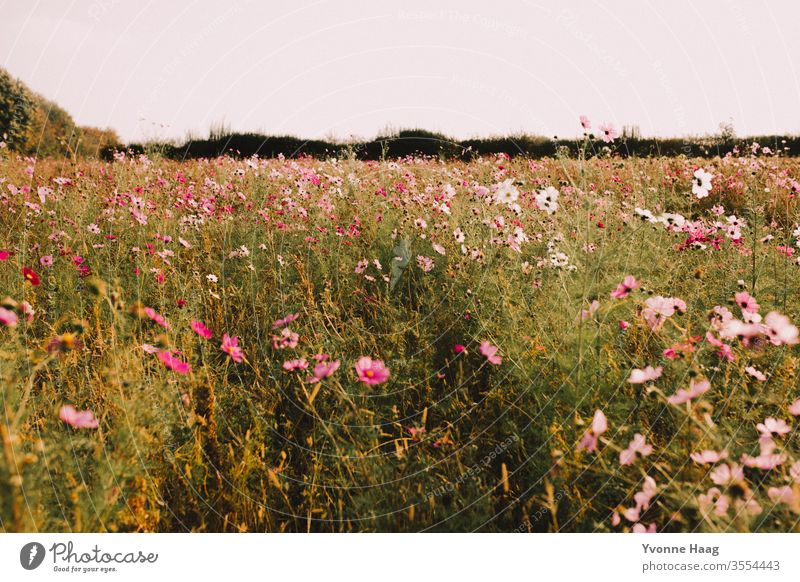Blumenwiese mit pinken Blüten und Knospen Blumenfeld Wiese Sonnenuntergang Sommer Herbst herbstlich sommerlich Sommerlicht Sonnenlicht Sonnenaufgang
