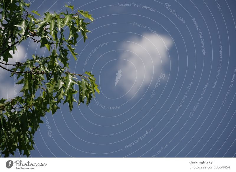 Quercus rubra bei strahlend blauem Himmel Baumwipfel Detail Eiche Roteiche Wolke Ast Blätter Klima Wechsel Natur Pflanze Blatt Außenaufnahme Zweig Eichenblatt