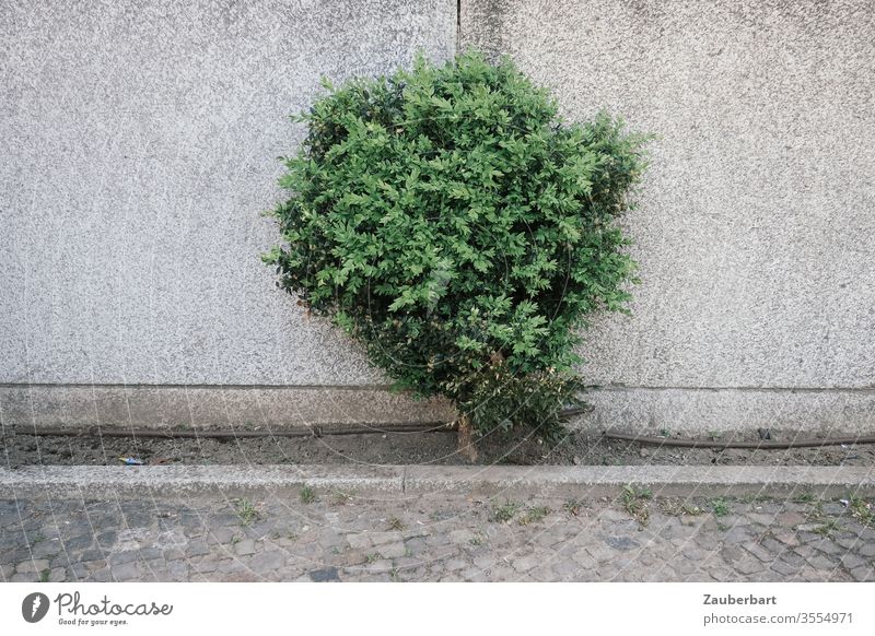 Kleiner grüner Busch steht tapfer vor einer grauen Wand Mauer Beton Pflaster Stadt Stein standhaft klein wachsen
