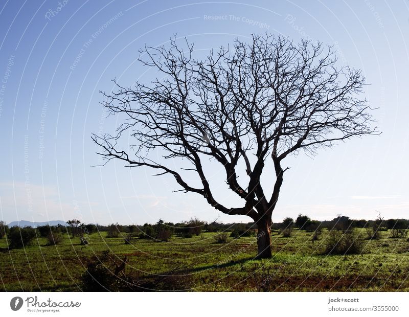 nackter Baum steht ungeniert in der Savanne herum Tsavo Nationalpark Kenia Afrika Natur Landschaft authentisch Silhouette Inspiration Gras Wolkenloser Himmel