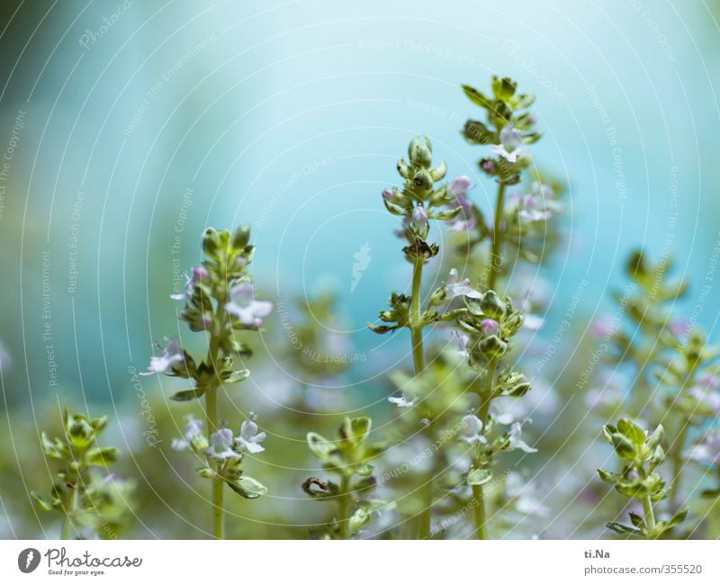 es duftet nach Thymian Umwelt Frühling Sommer Pflanze Nutzpflanze Garten Blühend Duft ästhetisch frisch Gesundheit schön klein natürlich blau grün türkis weiß