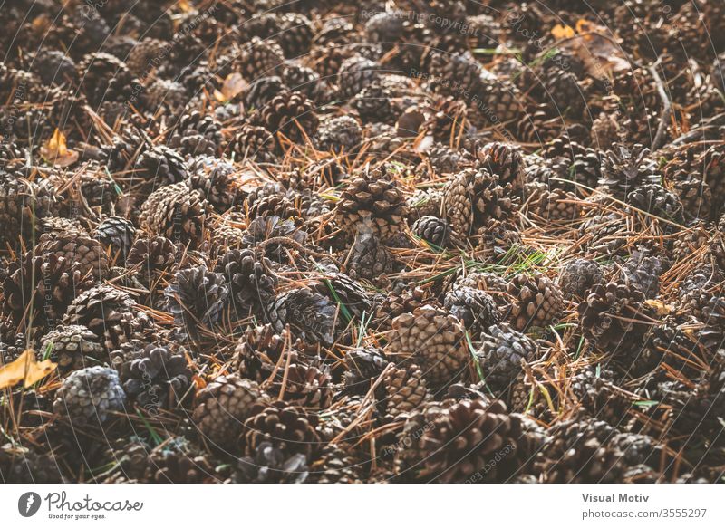 Kiefernzapfen und trockene Nadeln bedecken den Boden im Frühherbst Zapfen nadelhaltig Wald trocknen Herbst Umwelt Natur Saison fallen Pflanze Teppich Deckung