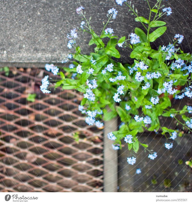 Vergissmeinnicht Häusliches Leben Garten Kunst Umwelt Natur Pflanze Tier Frühling Blume Fußmatte Wachstum frech frei blau grün Optimismus Erfolg Kraft