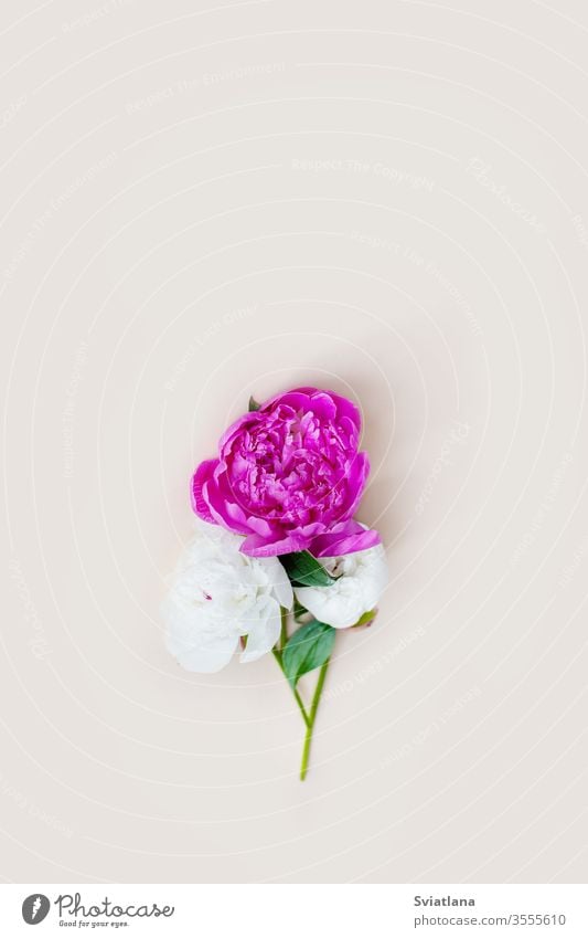 Wunderschöne rosa-weiße Pfingstrosenblüten auf hellem Hintergrund mit Platz für Text. Postkarte, Gruß, Geschenk. Seitenansicht vereinzelt frisch Blume geblümt