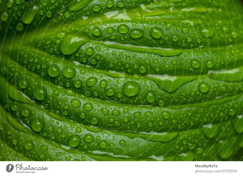 Wassertropfen im grünen Blatt Tropfen Regen seoason Frühling liquide Pflanze Natur Makro clouse-up