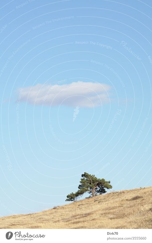 Landschaft in Colorado - Sanfte Hügel am Fuß der Rocky Mountains USA Prärie Gras Grasland hügelig Boulder Baum Nadelbaum einzeln allein Wolke blauer Himmel