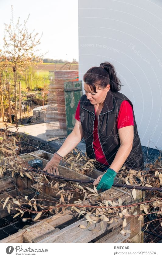 Frau bringt Äste als Basis ins Hochbeet ein Mensch Garten Gartenarbeit Gemüseanbau Außenaufnahme Freizeit & Hobby Farbfoto Bioprodukte Erde Handwerk bauen