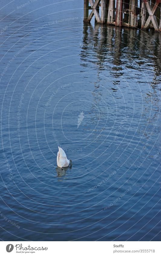 Ein Schwan streckt beim Tauchen sein Hinterteil nach oben Wasservogel Wildvogel Vogel eintauchen kopfüber Hintern Wasserfarbe anders blaue Farbe blaues Wasser