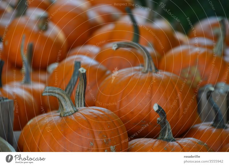 reichhaltige Ernte Kürbisse | lebensnotwendig Erntedank viele orange Gemüse Feiertag Halloween frisch Lebensmittel Nahrungsmittel biologisch Ernährung gesund