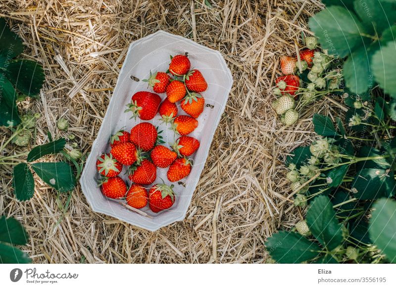 Ein Körbchen mit selbst gepflückten Erdbeeren auf dem strohbedeckten Boden eines Erdbeerfeldes Feld ernten Ernte lecker fruchtig Sommer rot reif lokal regional