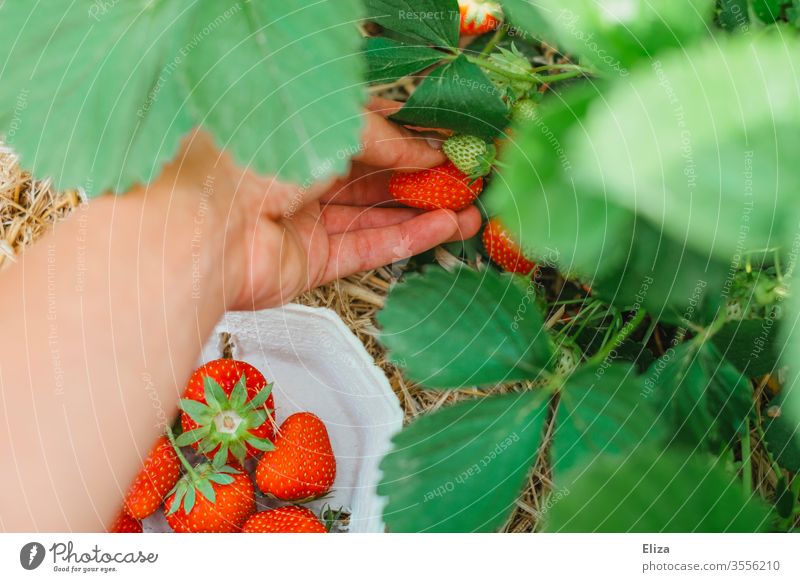 Eine Hand beim Erdbeeren selber pflücken und ernten auf dem Erdbeerfeld reif Pflücken sammeln rot lecker Feld Erdbeerpflanze gesund frisch regional lokal Ernte