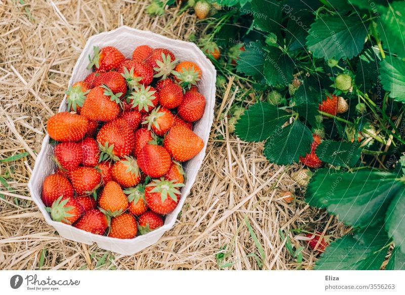 Ein Körbchen voller reifer frisch gepflückter Erdbeeren neben einem Erdbeerstrauch auf dem Erdbeerfeld Pflücken selber sammeln rot lecker Feld gesund regional