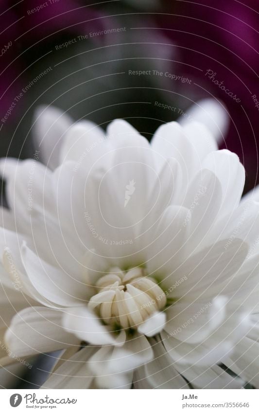 Weiße Blüte weiße Blume vor dunklem Hintergrund Makro Dahlie Gerbera Pflanze Makroaufnahme Blühend Detailaufnahme Blütenblatt Natur rosa Sommer Garten Unschärfe