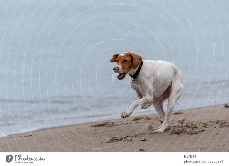 Hund läuft am Strand Küste Natur Spielen 1 Haustier Lebensfreude Freude Bewegung Wasser Tierporträt Glück agility bewegung Kraft Fell verrückt rennen entdecken