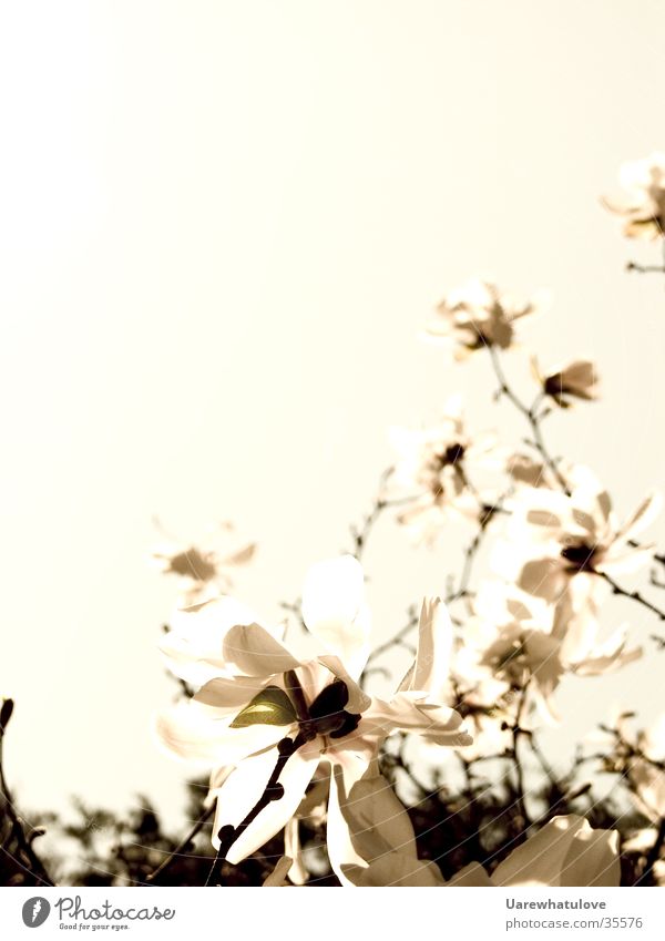 Blüten zum Gedicht Baumkrone dunkel Horizont Licht Stil hell alt Himmel elegant