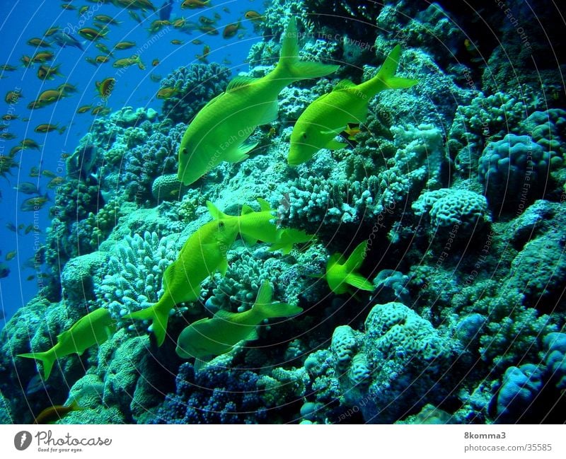 Goat Fish Unterwasseraufnahme tauchen Meer Ägypten Fisch Diving