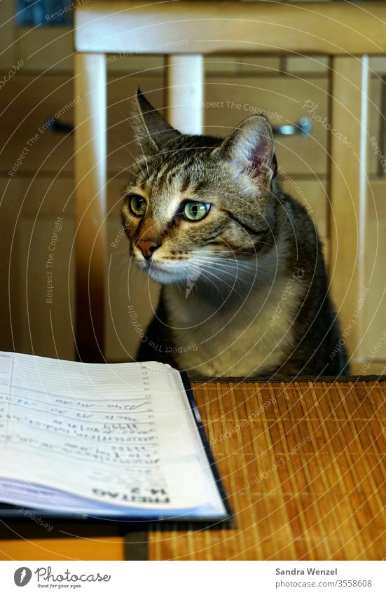 Interessierte Katze am Tisch Kater Tierhaltung Wohnungskatzen Neugier Interesse Desinteresse Terminkalender