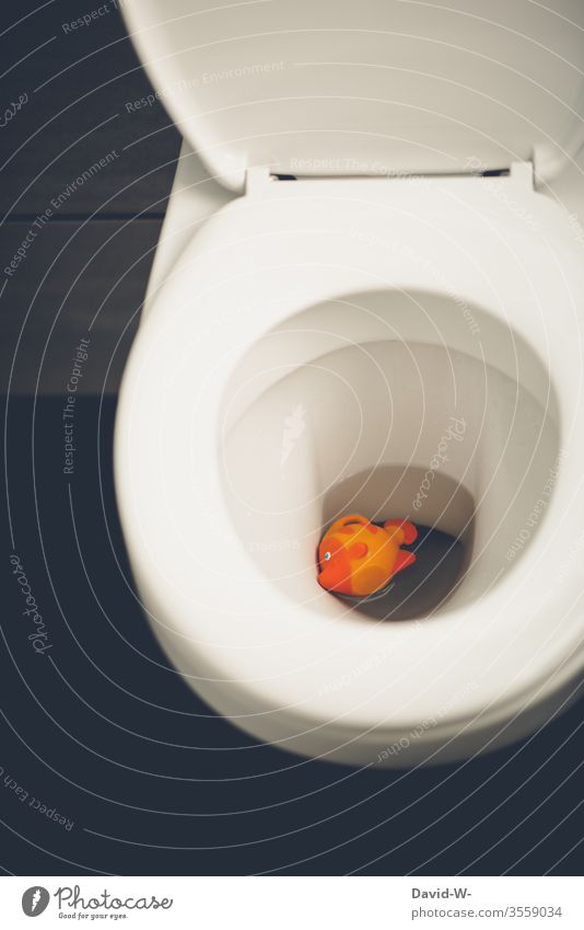 toter Fisch schwimmt in der Toilette Kinderspielzeug Spielzeug lustig Totes Tier Toilettenspülung Klo witzig hineingeworfen schwimmen schwimmend Quatsch Unsinn