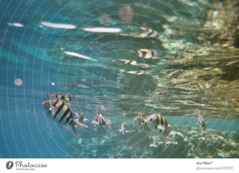 Unterwasserleben tauchen Schnorcheln Unterwasseraufnahme Meer durchsichtig Fischschwarm Korallen Luftblase Licht Sonne Rotes Meer blau Wasser Natur Bewegung