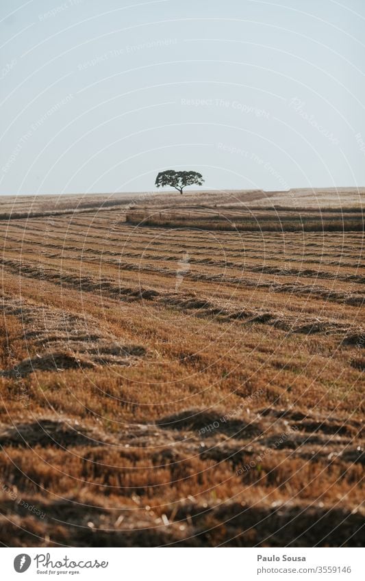 Alentejo-Feldlandschaft Portugal Eiche Korkeiche Sommer Reisefotografie reisen Natur Baum Umwelt Menschenleer Farbfoto Blatt Außenaufnahme ländlich ruhig