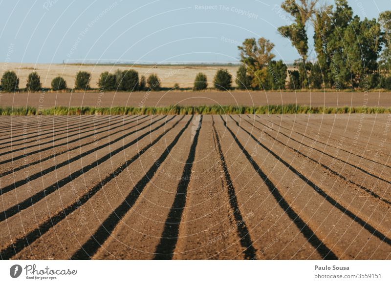 Bereich Landwirtschaft entfremdet Ausrichtung Ackerbau Muster Linien Himmel landwirtschaftlich Nutzpflanze Farbfoto Außenaufnahme Feld Natur Tag Landschaft