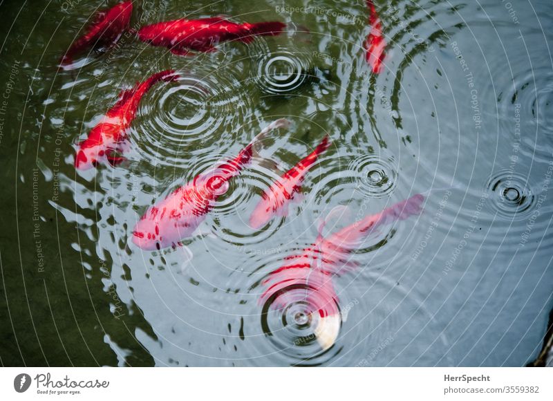 Koi Karpfen in Teich im Regen Fisch rot Regentropfen Reflexion & Spiegelung meditativ Karpfenteich ringförmig Wasseroberfläche