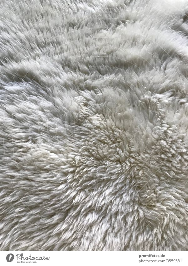 Detailaufnahme von weißem Lammfell / Schaffell / Foto: Alexander Hauk lammfell tier tiere felle natur naturprodukt teppich bettvorleger kleidung mantel haare