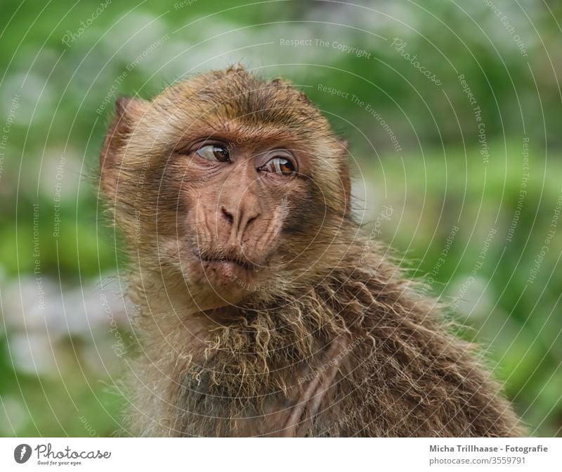 Skeptischer Blick Berberaffen Macaca sylvanus Affen Tiergesicht Auge Kopf Nase Maul Fell Wildtier skeptisch umsehen umschauen Blickkontakt Jungtier Makake