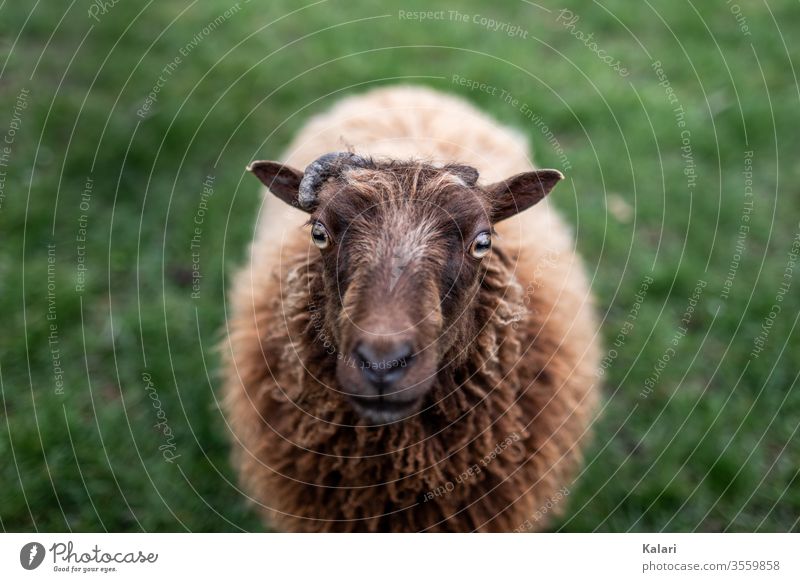 Ein Schaf mit braunem ungeschorenen Fell blickt in die Kamera schaf heidschnucke bauernhof frontal Blick in die Kamera zucht wolle weiße gehörnte heidschnucke