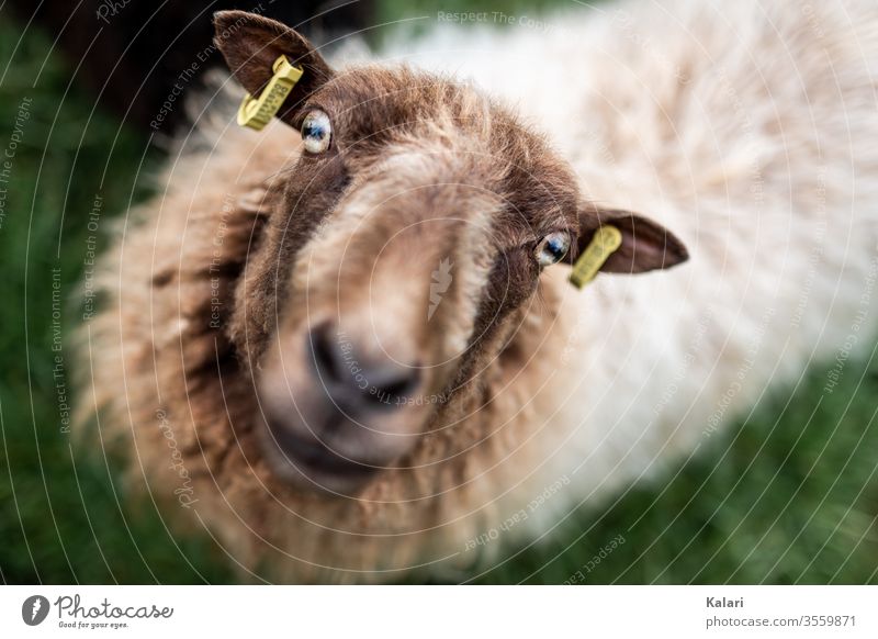 Ein Schaf mit braun weißem ungeschorenen Fell blickt in die Kamera, in den Ohren sind Marken schaf bauernhof frontal Tierporträt Blick in die Kamera zucht wolle