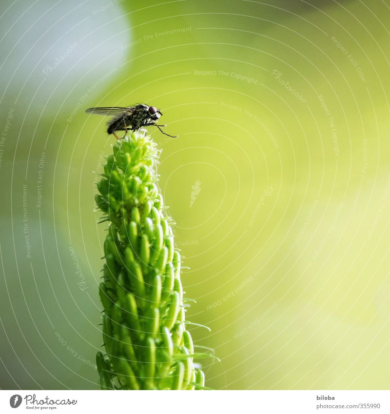 Fliegen-Thron Umwelt Pflanze Tier Wildtier Flügel 1 gelb grün schwarz sitzen Insekt Hochsitz Farbfoto Außenaufnahme Nahaufnahme Textfreiraum rechts Tag