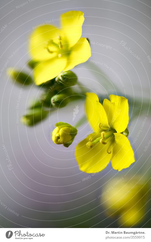 Ackersenf, Sinapis arvensis, Brassicaceae Gelb Closeup Blume Unkraut Unschärfe einjährig falscher Hederich Blüte Pflanze wilder Senf Kreuzblütler