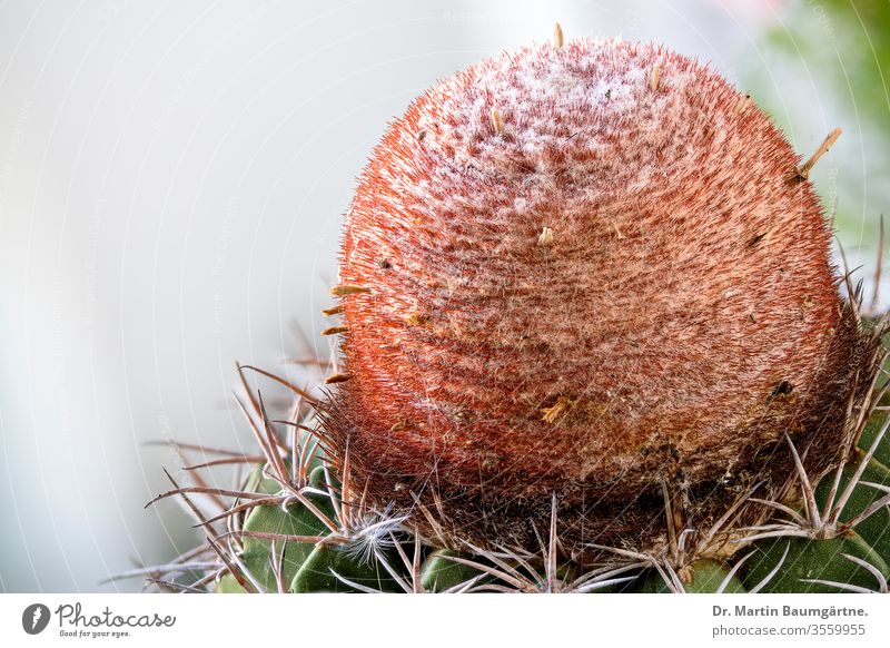 Cephalium (Blütenstandszone) von Melocactus matanzanus. Wenn der Kaktus blühfähig wird, bildet er ein Cephalium; die Blütenbildung erfolgt nur in dieser Blühzone