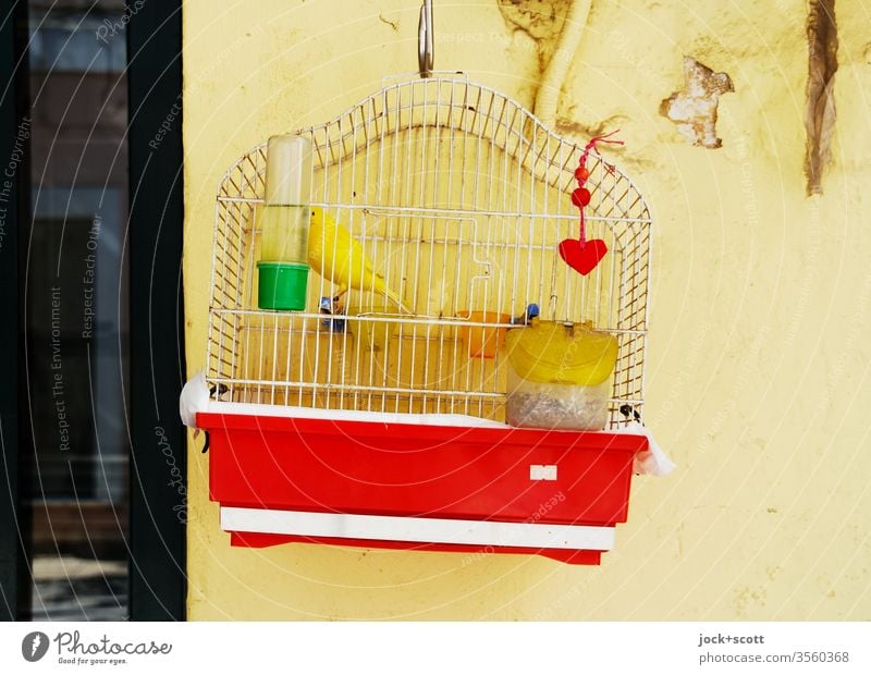 im goldenen Käfig sitzen Kanarienvogel gelb Haustier Tierporträt Vogelkäfig Ziervogel haustier Fressnapf gefangen hängend Napf Wand Tränke Preisschild Gitter