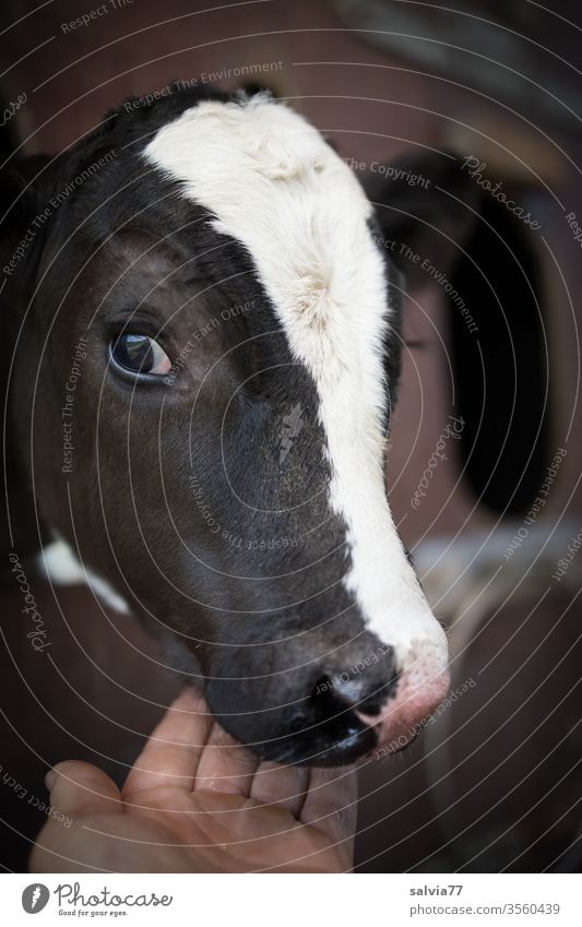 Hat das Kalb schon Hunger? Rind jung Tierporträt Nutztier Hand Auge Tierjunges Landwirtschaft Farbfoto Blick in die Kamera 1 Natur holstein Kälberkopf saugen