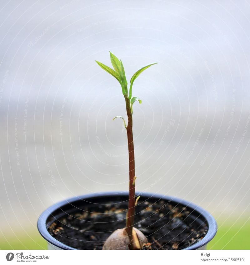 junge Avocadopflanze wächst im Blumentopf aus einem Kern Pflanze Avocadokern Anzucht Pflanzenanzucht Stengel Blatt Blumenerde Nahaufnahme wachsen Wachstum