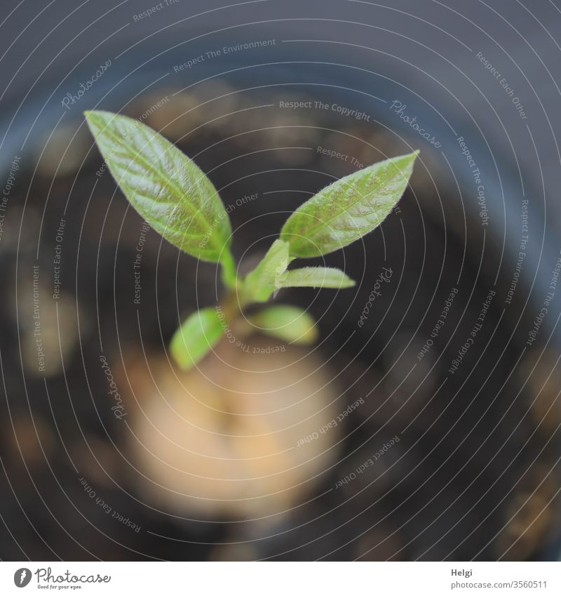 Nahaufnahme von Blättern einer jungen Avocadopflanze aus der Vogelperspektive Blatt Kern klein Anzucht Avocadoanzucht Jungpflanze Pflanze Natur Wachstum wachsen
