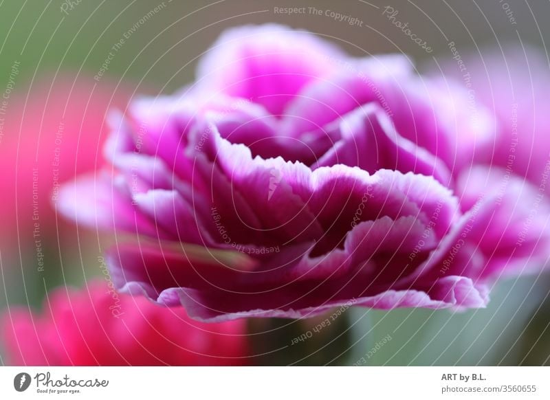 zarte Nelke makro nahaufnahme filigran lila pink blume Blütenpflanze gartennelke weiß edel.unikat wellig blumig flower