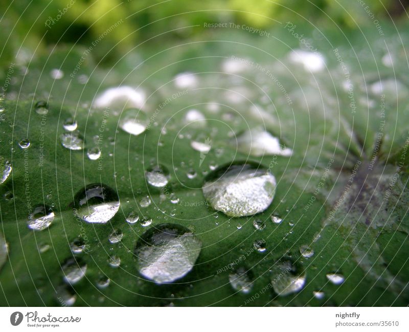 let it rain Blatt Pflanze grün Wassertropfen Regen Seil Natur Makroaufnahme