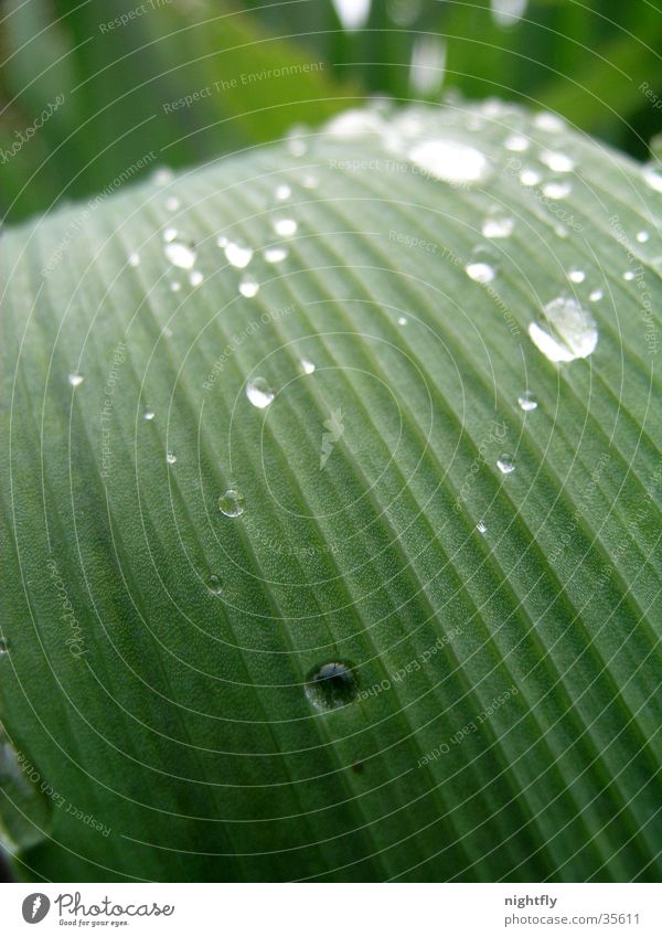 nach dem regen Blatt Pflanze grün Wassertropfen Makroaufnahme Linie Seil Natur Regen